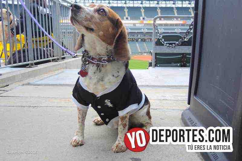 Medias Blancas buscan récord Guinness de perros en el estadio