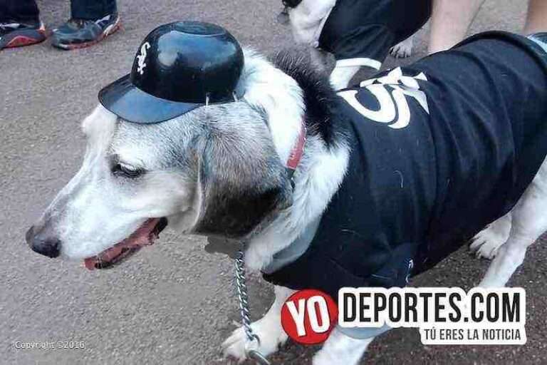 Récord Guinness de perros en los White Sox