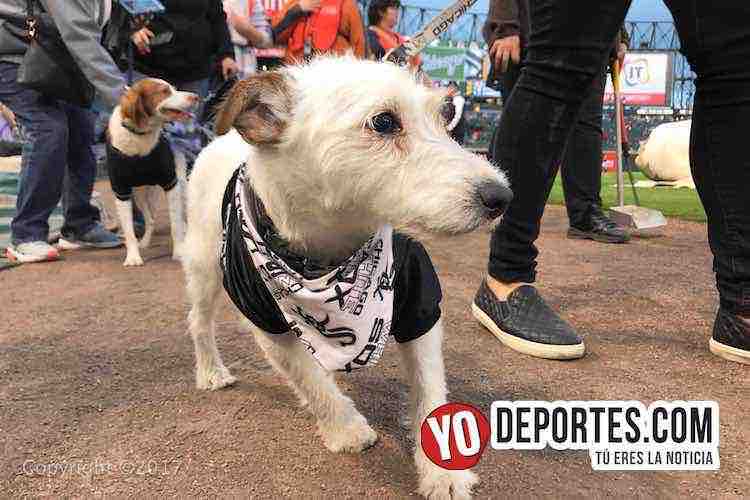 Fanáticos y sus mascotas desfilan por el estadio de los White Sox en el último Dog Day